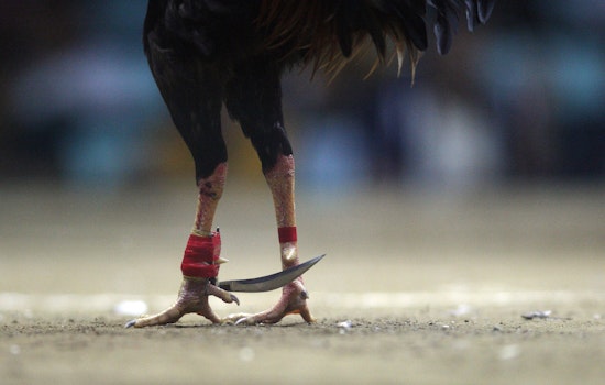 Cockfighting Could Exacerbate California Bird Flu Emergency, Say Advocacy Group