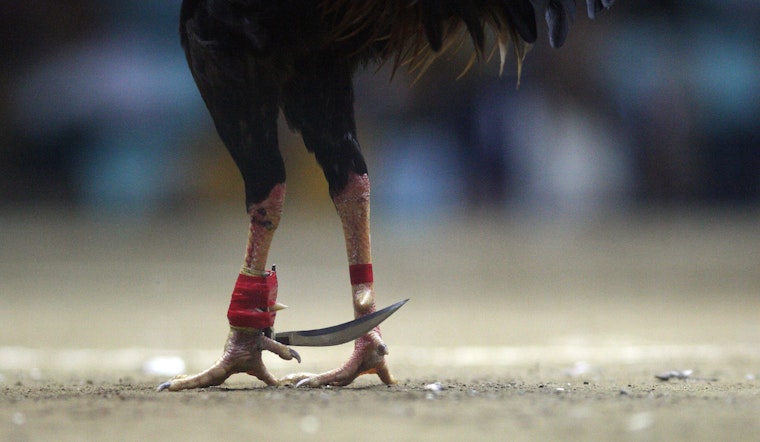 Cockfighting Could Exacerbate California Bird Flu Emergency, Say Advocacy Group