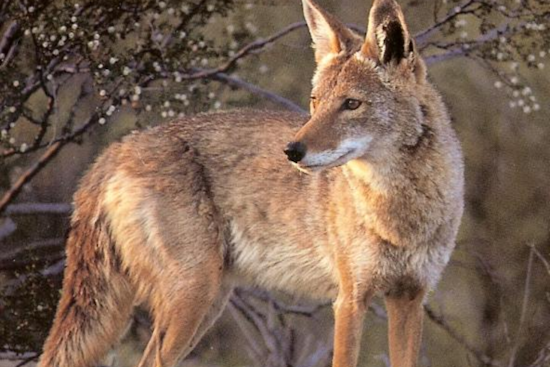 Colorado Parks and Wildlife Hunt Aggressive Coyote After Attack on 4-Year-Old Girl in Colorado Springs
