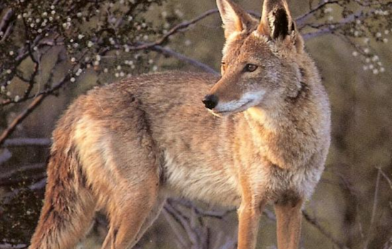 Colorado Parks and Wildlife Hunt Aggressive Coyote After Attack on 4-Year-Old Girl in Colorado Springs