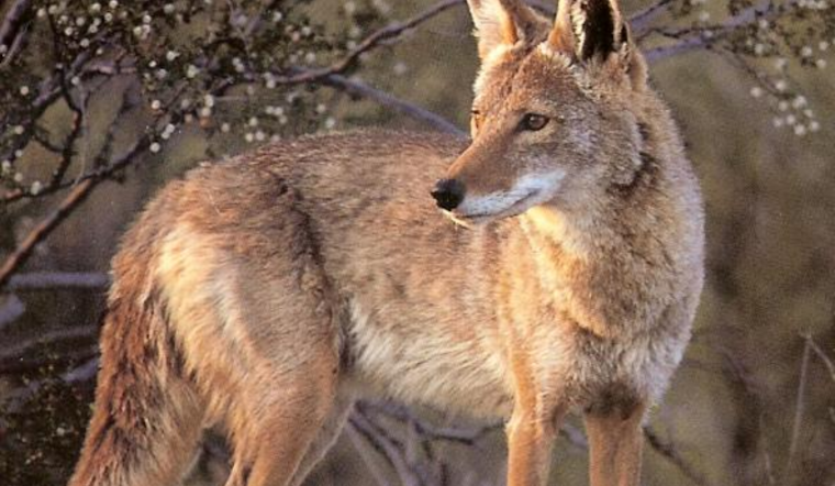 Colorado Parks and Wildlife Hunt Aggressive Coyote After Attack on 4-Year-Old Girl in Colorado Springs