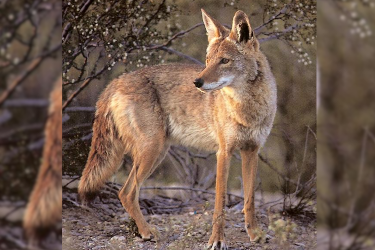 Colorado Wildlife Officials Link Captured Coyote to Child's Thanksgiving Attack in Colorado Springs