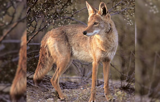 Colorado Wildlife Officials Link Captured Coyote to Child's Thanksgiving Attack in Colorado Springs
