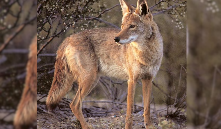 Colorado Wildlife Officials Link Captured Coyote to Child's Thanksgiving Attack in Colorado Springs