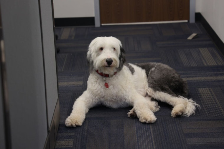 Deaf Sheepdog Stolen in Alabama Found and Reunited With Owner in Arizona After Year-Long Search