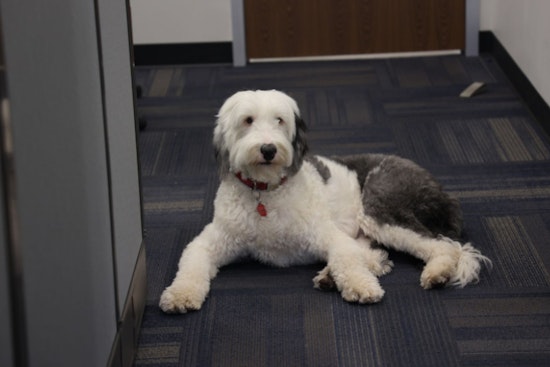 Deaf Sheepdog Stolen in Alabama Found and Reunited With Owner in Arizona After Year-Long Search