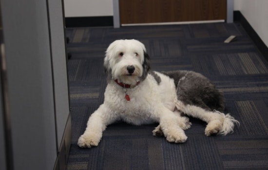 Deaf Sheepdog Stolen in Alabama Found and Reunited With Owner in Arizona After Year-Long Search