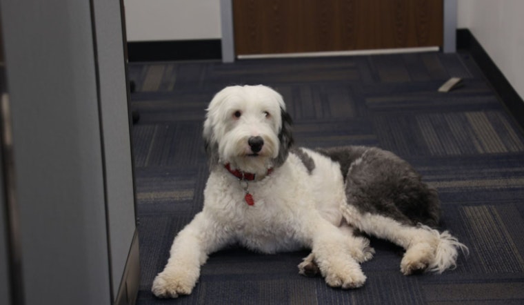 Deaf Sheepdog Stolen in Alabama Found and Reunited With Owner in Arizona After Year-Long Search