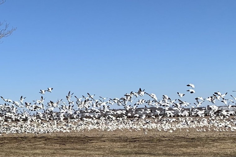 Delaware Officials Warn Poultry Farmers as H5 Avian Influenza Detected in Snow Geese, Urge Precaution