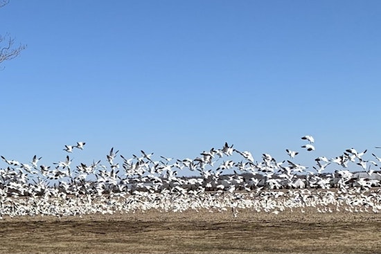 Delaware Officials Warn Poultry Farmers as H5 Avian Influenza Detected in Snow Geese, Urge Precaution