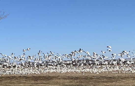 Delaware Officials Warn Poultry Farmers as H5 Avian Influenza Detected in Snow Geese, Urge Precaution
