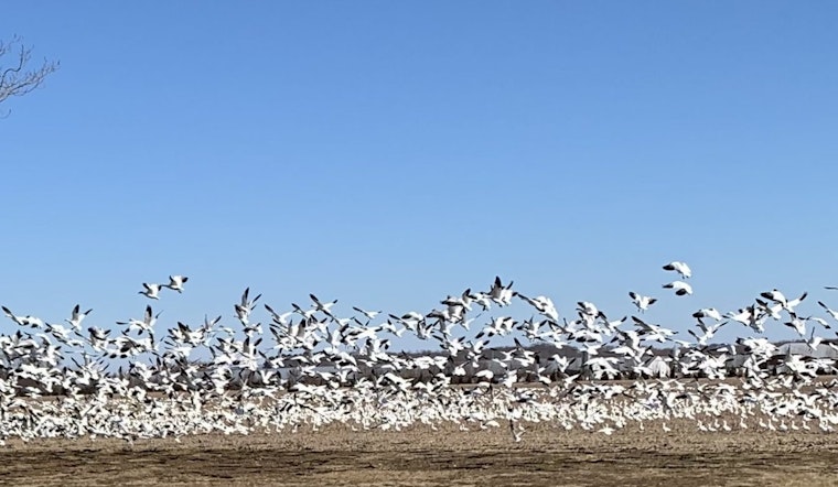 Delaware Officials Warn Poultry Farmers as H5 Avian Influenza Detected in Snow Geese, Urge Precaution