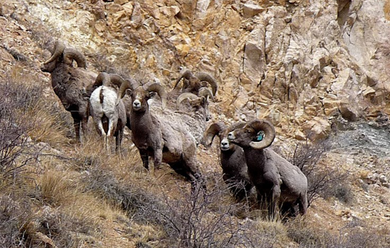 Desert Bighorn Sheep Reintroduced to El Paso's Franklin Mountains in Major Conservation Effort