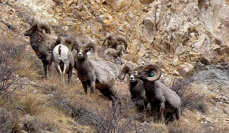 Desert Bighorn Sheep Reintroduced to El Paso's Franklin Mountains in Major Conservation Effort