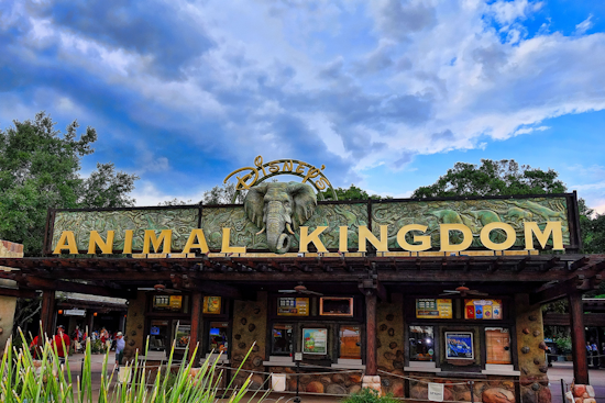 Disney's Animal Kingdom Welcomes New Lion Pride Amid Conservation Efforts and "Mufasa: The Lion King" Premiere