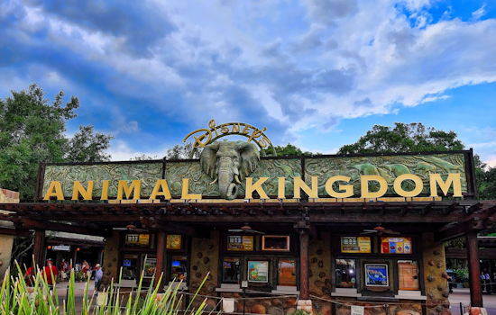 Disney's Animal Kingdom Welcomes New Lion Pride Amid Conservation Efforts and "Mufasa: The Lion King" Premiere