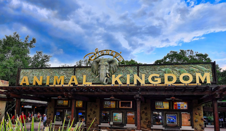 Disney's Animal Kingdom Welcomes New Lion Pride Amid Conservation Efforts and "Mufasa: The Lion King" Premiere