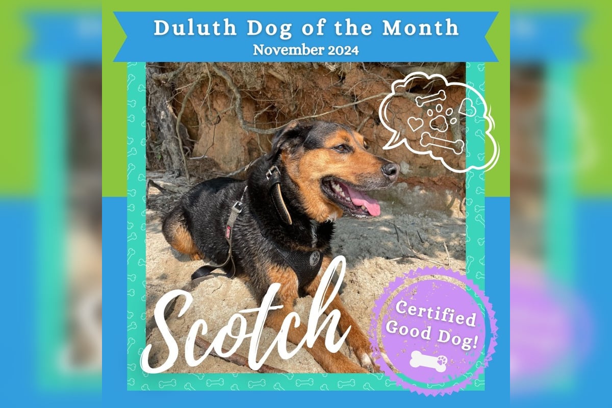 Duluth's Beloved Furry Citizen, Scotch, Triumphs as Dog of the Month