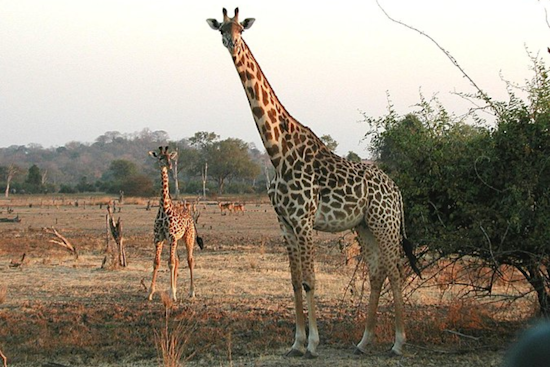 El Paso Bids Farewell to Obi, the Beloved First Baby Giraffe, as He Prepares for New Adventures at Dallas Zoo
