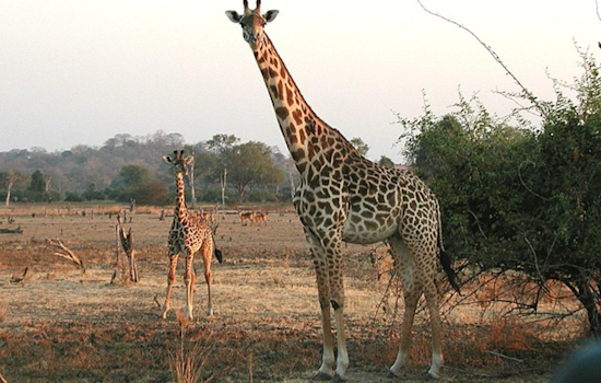 El Paso Bids Farewell to Obi, the Beloved First Baby Giraffe, as He Prepares for New Adventures at Dallas Zoo