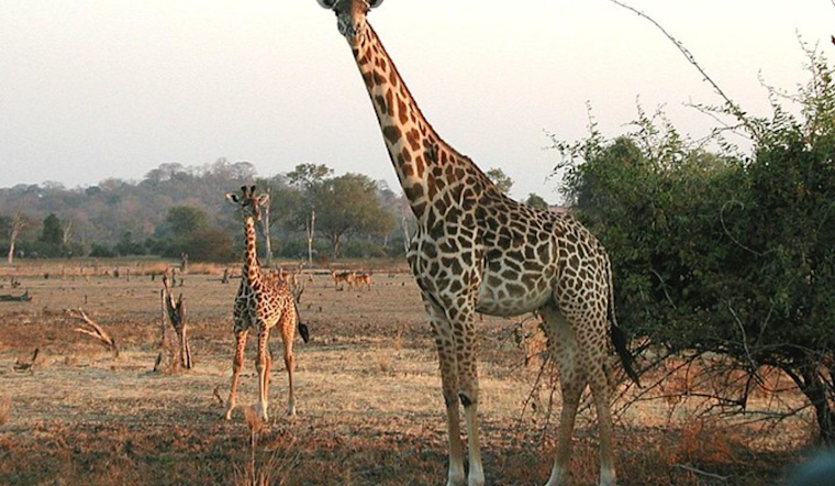 El Paso Bids Farewell to Obi, the Beloved First Baby Giraffe, as He Prepares for New Adventures at Dallas Zoo