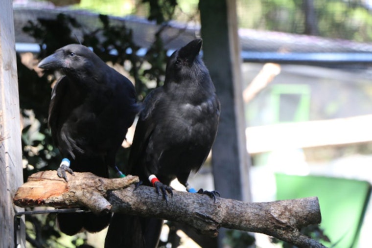 Endangered Hawaiian Crows Soar Again, First ʻalalā Release on Maui Offers Renewed Hope for Species