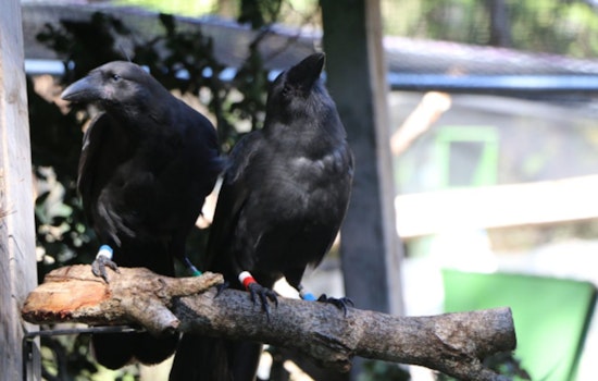 Endangered Hawaiian Crows Soar Again, First ʻalalā Release on Maui Offers Renewed Hope for Species
