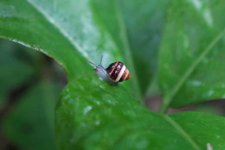 Endangered Hawaiian Snails Experience Wild Rebirth in Ko‘olau Mountains After Decades in Captivity