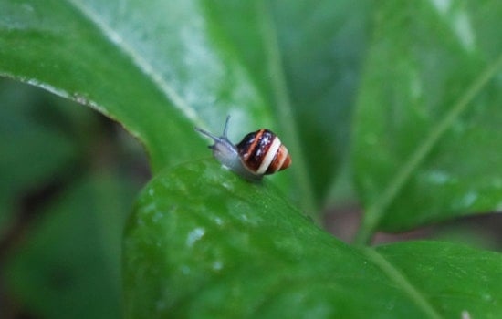 Endangered Hawaiian Snails Experience Wild Rebirth in Ko‘olau Mountains After Decades in Captivity