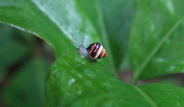 Endangered Hawaiian Snails Experience Wild Rebirth in Ko‘olau Mountains After Decades in Captivity