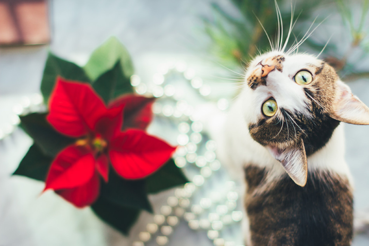 Ensure a Pet-Safe Holiday: Humane Society Warns Against Seasonal Dangers for Pets