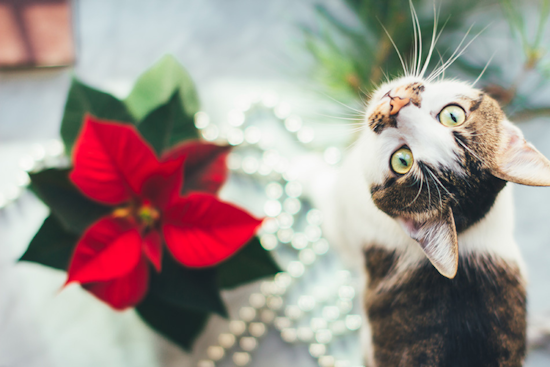 Ensure a Pet-Safe Holiday: Humane Society Warns Against Seasonal Dangers for Pets