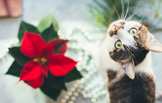 Ensure a Pet-Safe Holiday: Humane Society Warns Against Seasonal Dangers for Pets