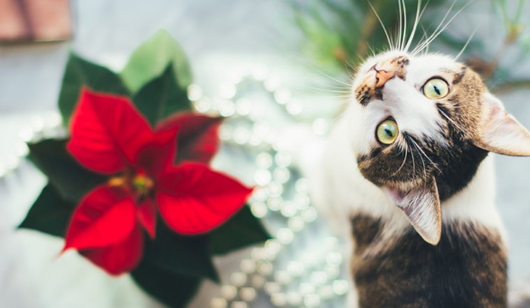 Ensure a Pet-Safe Holiday: Humane Society Warns Against Seasonal Dangers for Pets