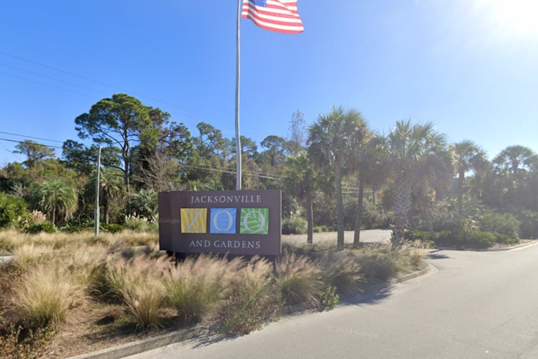 Escaped Warthog Mateo Located with Help of Thermal Drone at Jacksonville Zoo
