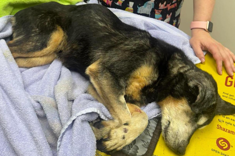Euclid Police Seek Public's Help to Find Suspect After Severely Neglected Dog Discovered Abandoned Near Clinic