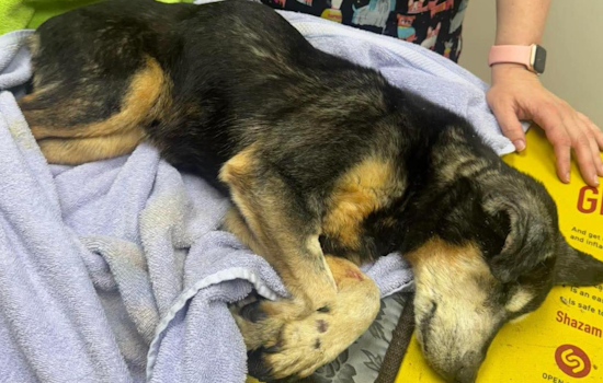Euclid Police Seek Public's Help to Find Suspect After Severely Neglected Dog Discovered Abandoned Near Clinic