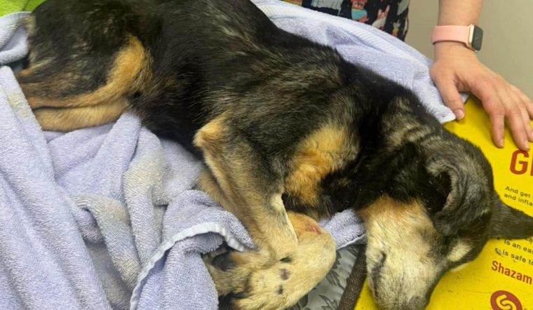 Euclid Police Seek Public's Help to Find Suspect After Severely Neglected Dog Discovered Abandoned Near Clinic