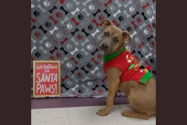 Euless Animal Shelter Seeks Forever Homes and Foster Volunteers for Overflow of Pets