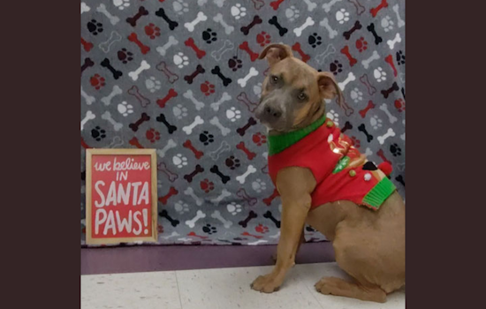 Euless Animal Shelter Seeks Forever Homes and Foster Volunteers for Overflow of Pets