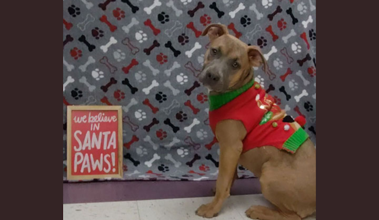 Euless Animal Shelter Seeks Forever Homes and Foster Volunteers for Overflow of Pets