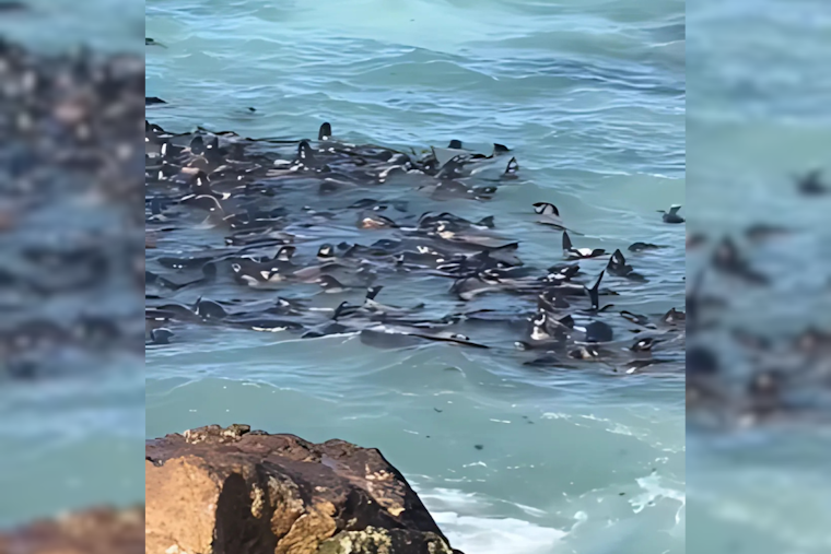 Farallon Islands Comeback: Northern Fur Seal Pups Thrive Off San Francisco Coast