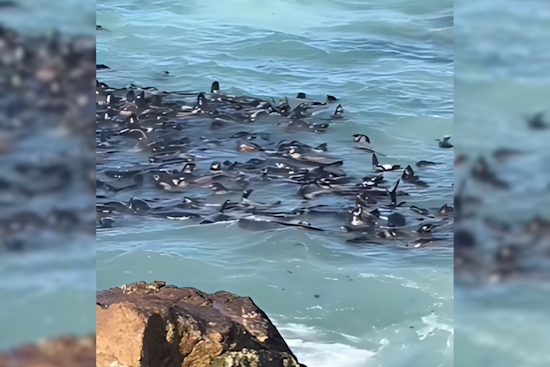 Farallon Islands Comeback: Northern Fur Seal Pups Thrive Off San Francisco Coast