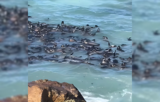 Farallon Islands Comeback: Northern Fur Seal Pups Thrive Off San Francisco Coast