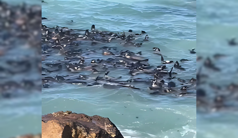 Farallon Islands Comeback: Northern Fur Seal Pups Thrive Off San Francisco Coast
