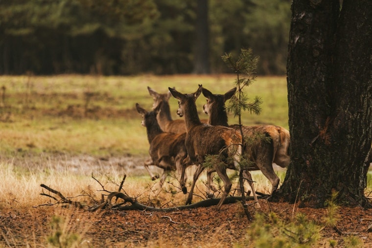 First Case of Chronic Wasting Disease Detected in Carroll County Deer, Tennessee Hunters Mobilized for Monitoring and Control