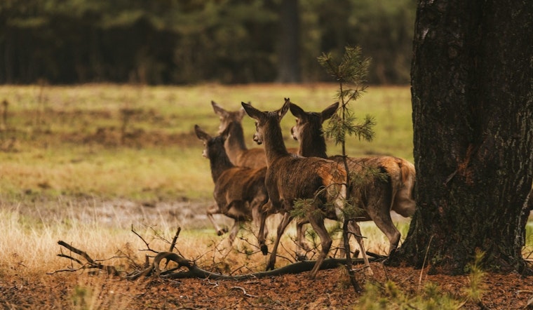 First Case of Chronic Wasting Disease Detected in Carroll County Deer, Tennessee Hunters Mobilized for Monitoring and Control