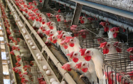 First Human Cases of H5 Avian Influenza Reported in Arizona, Affected Individuals Recovered