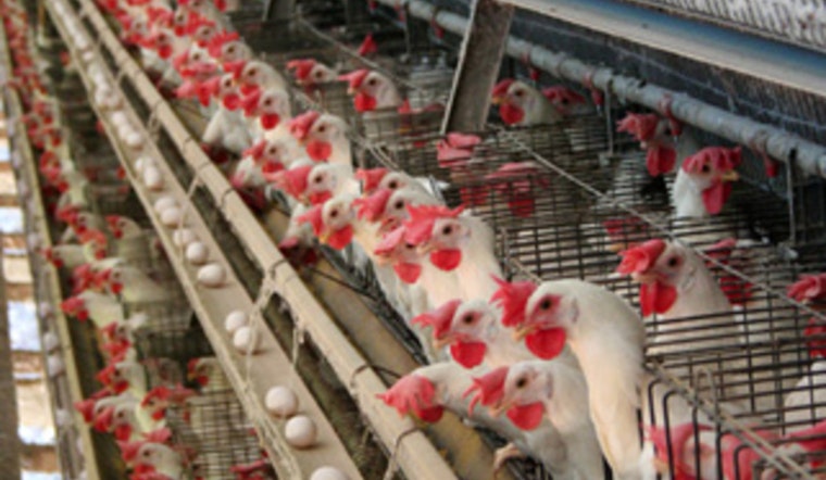 First Human Cases of H5 Avian Influenza Reported in Arizona, Affected Individuals Recovered
