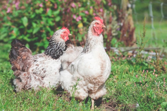 First Presumptive Human Case of Bird Flu Detected in Wisconsin Farmworker